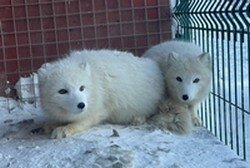 Песцы