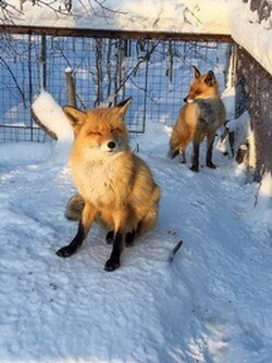 Лисы