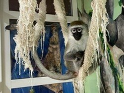 Карликовая зеленая мартышка