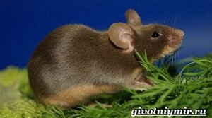 ДЕКОРАТИВНАЯ МЫШЬ (MINIMA MUS)
