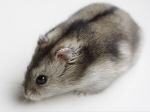 ДЖУНГАРСКИЙ ХОМЯЧОК (PHODOPUS SUNGORUS)