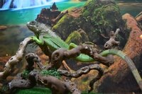 ОБЫКНОВЕННАЯ ИГУАНА, ИЛИ ЗЕЛЁНАЯ ИГУАНА