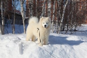 Собака самоед