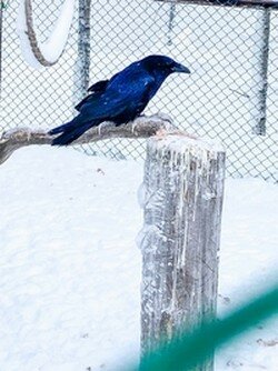 Вороны
