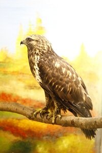 Канюк мохноногий