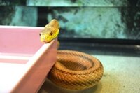 КАСПИЙСКИЙ, ИЛИ ЖЕЛТОБРЮХИЙ ПОЛОЗ