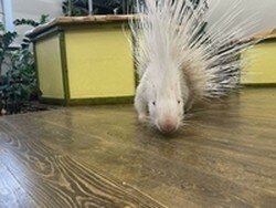 Дикобразы