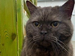 Кот