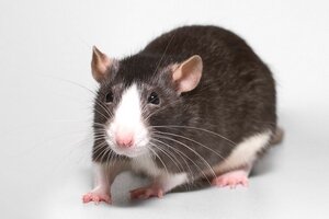 КРЫСА ДЕКОРАТИВНАЯ (RATTUS NORVEGICUS F DOMESTICA)