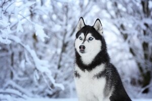 СИБИРСКИЙ ХАСКИ (SIBERIAN HASKY)