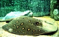 Скат моторо