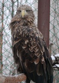 ОРЛАН- БЕЛОХВОСТ
