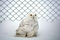 СОВА БЕЛАЯ ПОЛЯРНАЯ