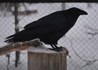 ВОРОН