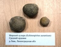 Морской пузырь
