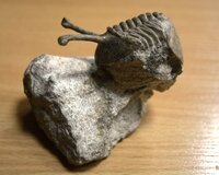Трилобит Asaphus kowalewskii