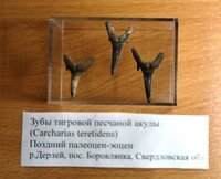 Зубы акул