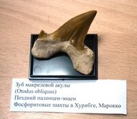 Зубы акул2