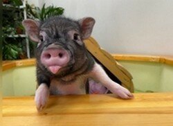 Карликовая домашняя свинья